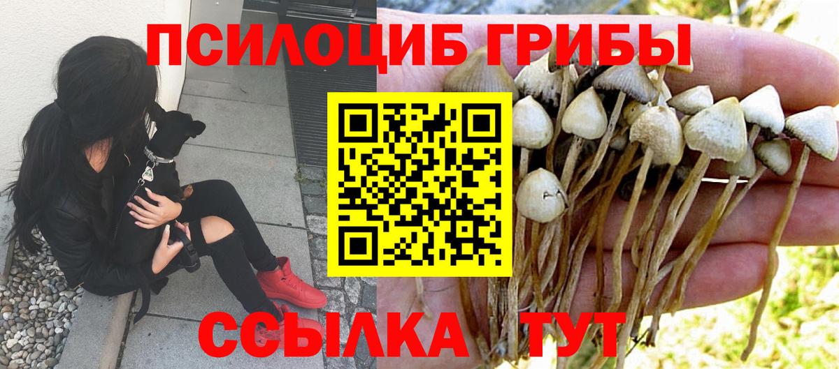Псилоцибиновые грибы Cubensis Петрозаводск